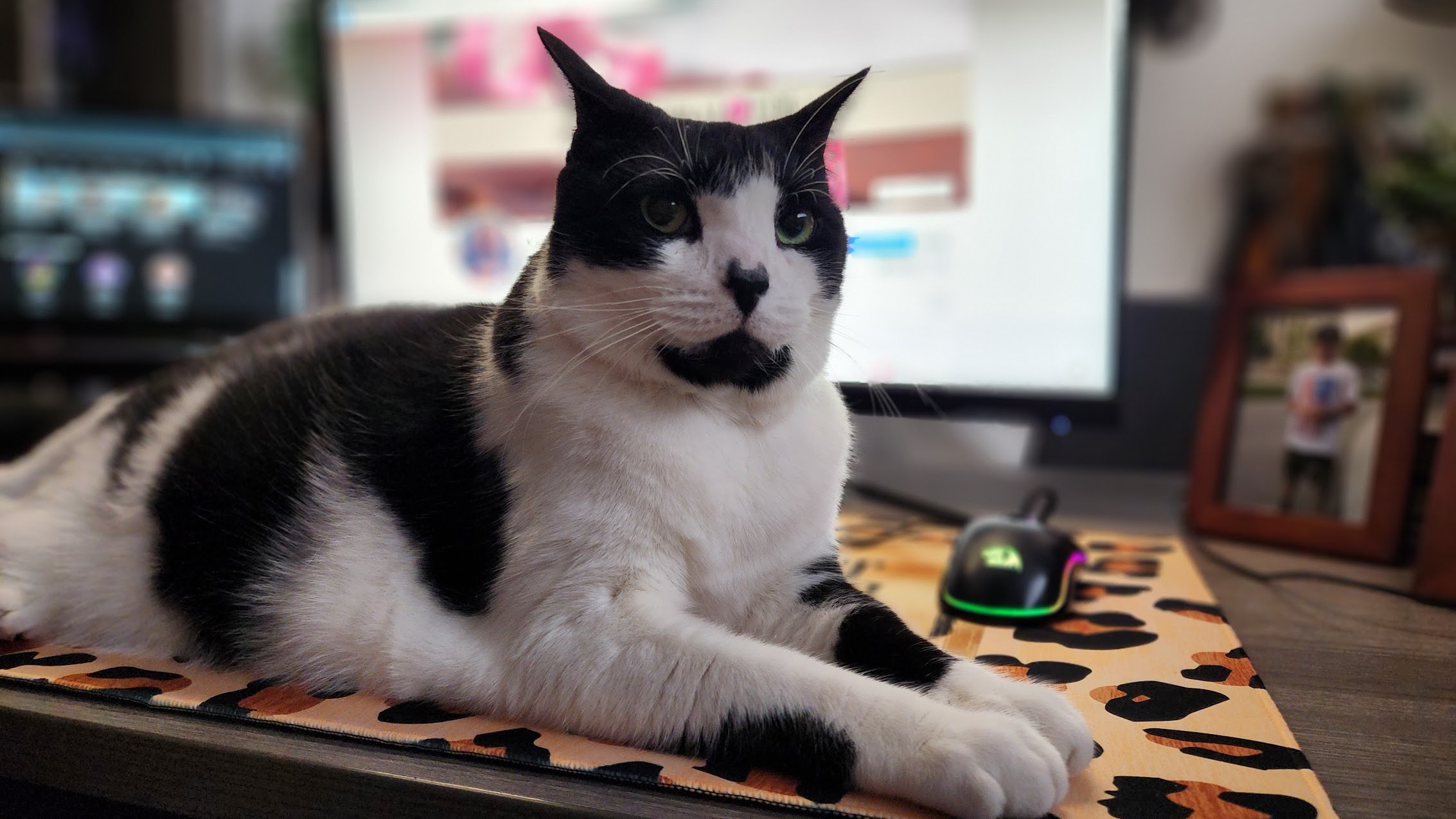 5 Life Lessons I Learned from My ESA Cat, Misaki