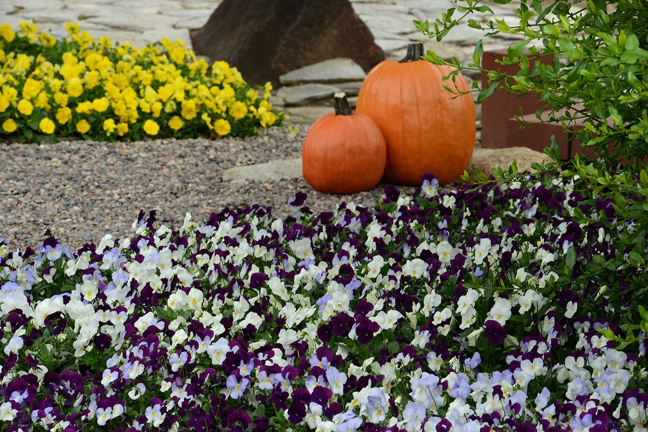 Bring colorful drama to fall gardening and outdoor decor